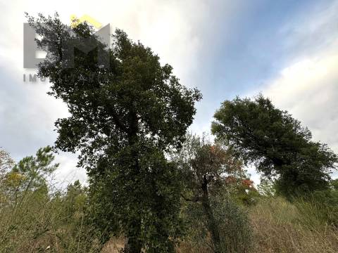 Terreno Rústico  Venda em Salgueiro do Campo,Castelo Branco