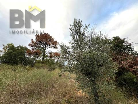 Terreno Rústico  Venda em Salgueiro do Campo,Castelo Branco