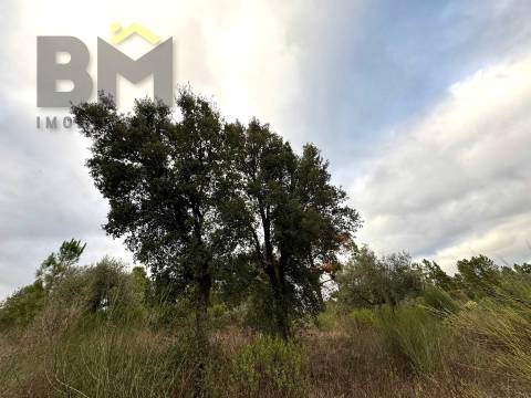 Terreno Rústico  Venda em Salgueiro do Campo,Castelo Branco