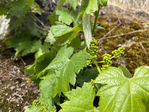 Quinta  Venda em Freixial e Juncal do Campo,Castelo Branco