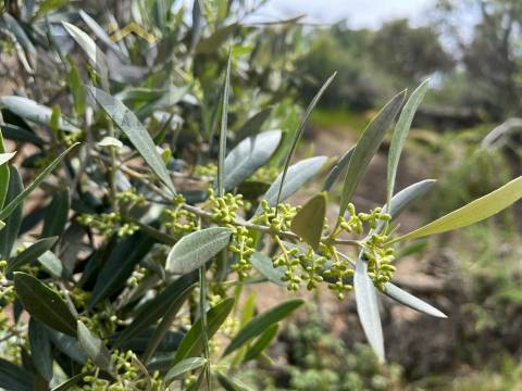 Quinta  Venda em Freixial e Juncal do Campo,Castelo Branco