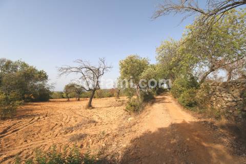 Terreno Rústico  Venda em Loulé (São Sebastião),Loulé