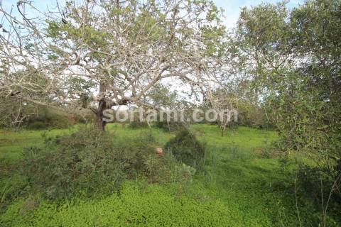 Terreno Rústico  Venda em São Bartolomeu de Messines,Silves