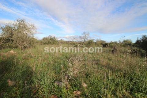 Terreno Rústico  Venda em São Bartolomeu de Messines,Silves