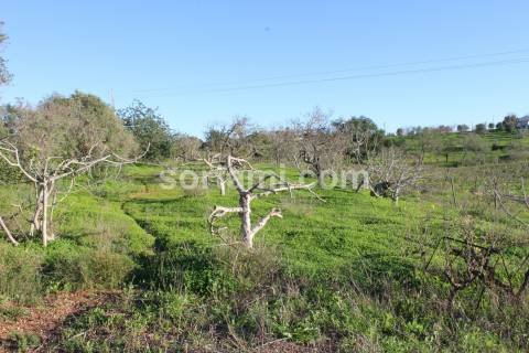 Terreno Rústico  Venda em Estômbar e Parchal,Lagoa (Algarve)