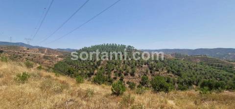 Herdade  Venda em Silves,Silves