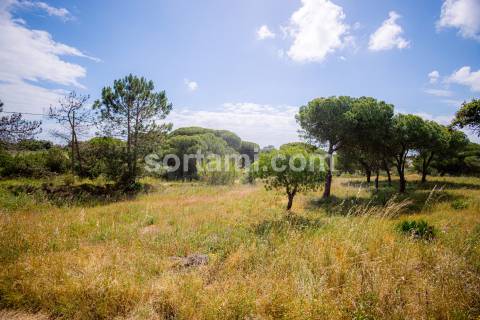 Terreno Para Construção  Venda em Montenegro,Faro