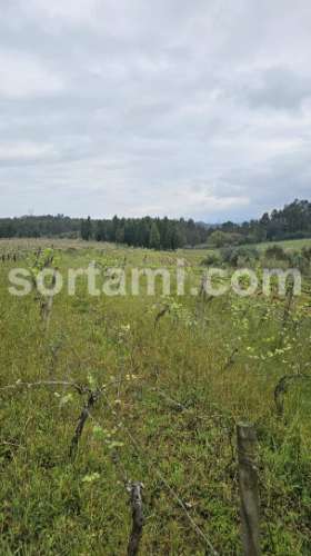 Terreno Rústico  Venda em Arcos e Mogofores,Anadia