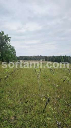 Terreno Rústico  Venda em Arcos e Mogofores,Anadia
