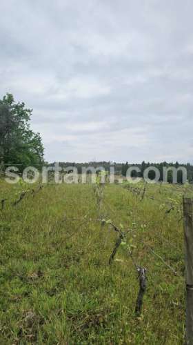 Terreno Rústico  Venda em Arcos e Mogofores,Anadia
