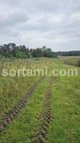Terreno Rústico  Venda em Arcos e Mogofores,Anadia