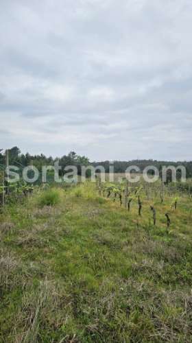 Terreno Rústico  Venda em Arcos e Mogofores,Anadia