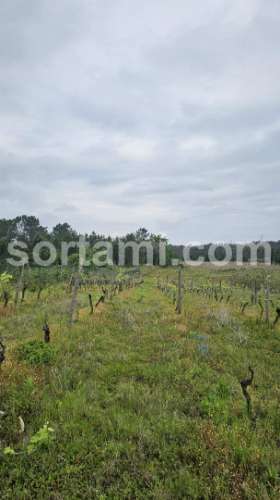 Terreno Rústico  Venda em Arcos e Mogofores,Anadia