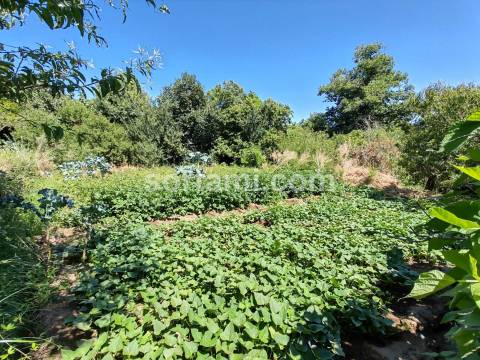 Terreno Rústico  Venda em Monchique,Monchique