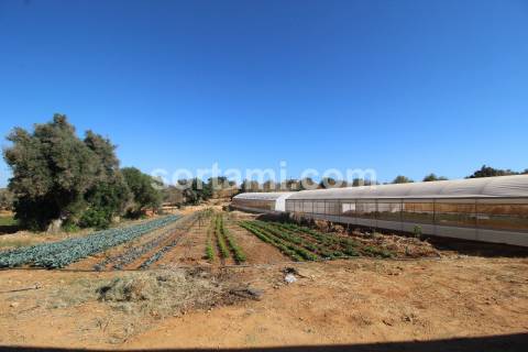 Quinta  Venda em Guia,Albufeira