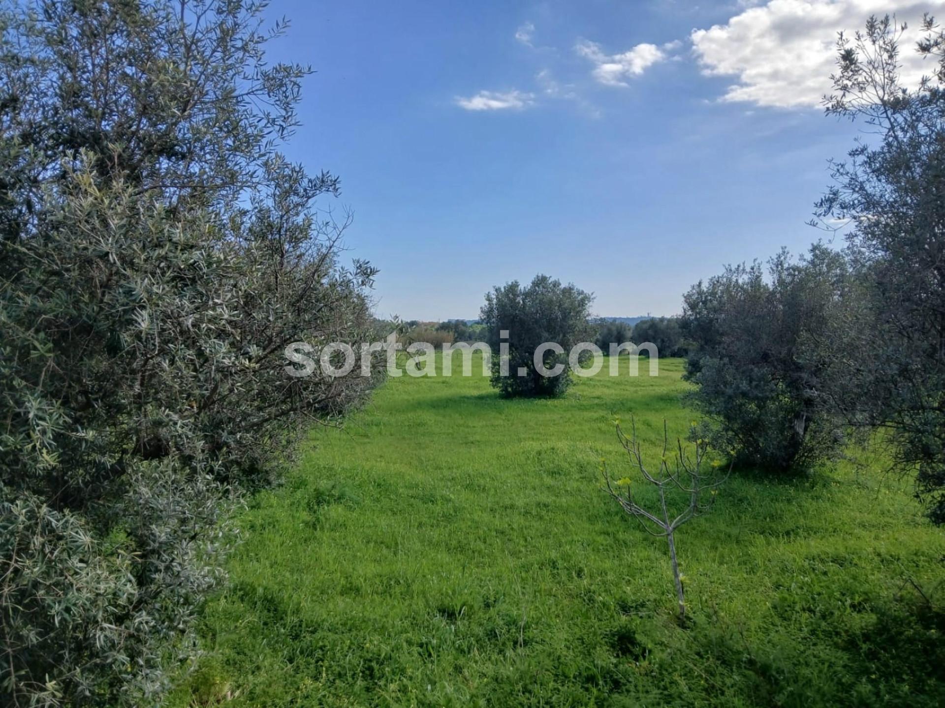 Terreno Rústico  Venda em Ferreiras,Albufeira