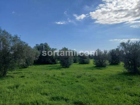 Terreno Rústico  Venda em Ferreiras,Albufeira