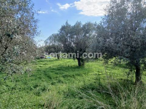 Terreno Rústico  Venda em Ferreiras,Albufeira