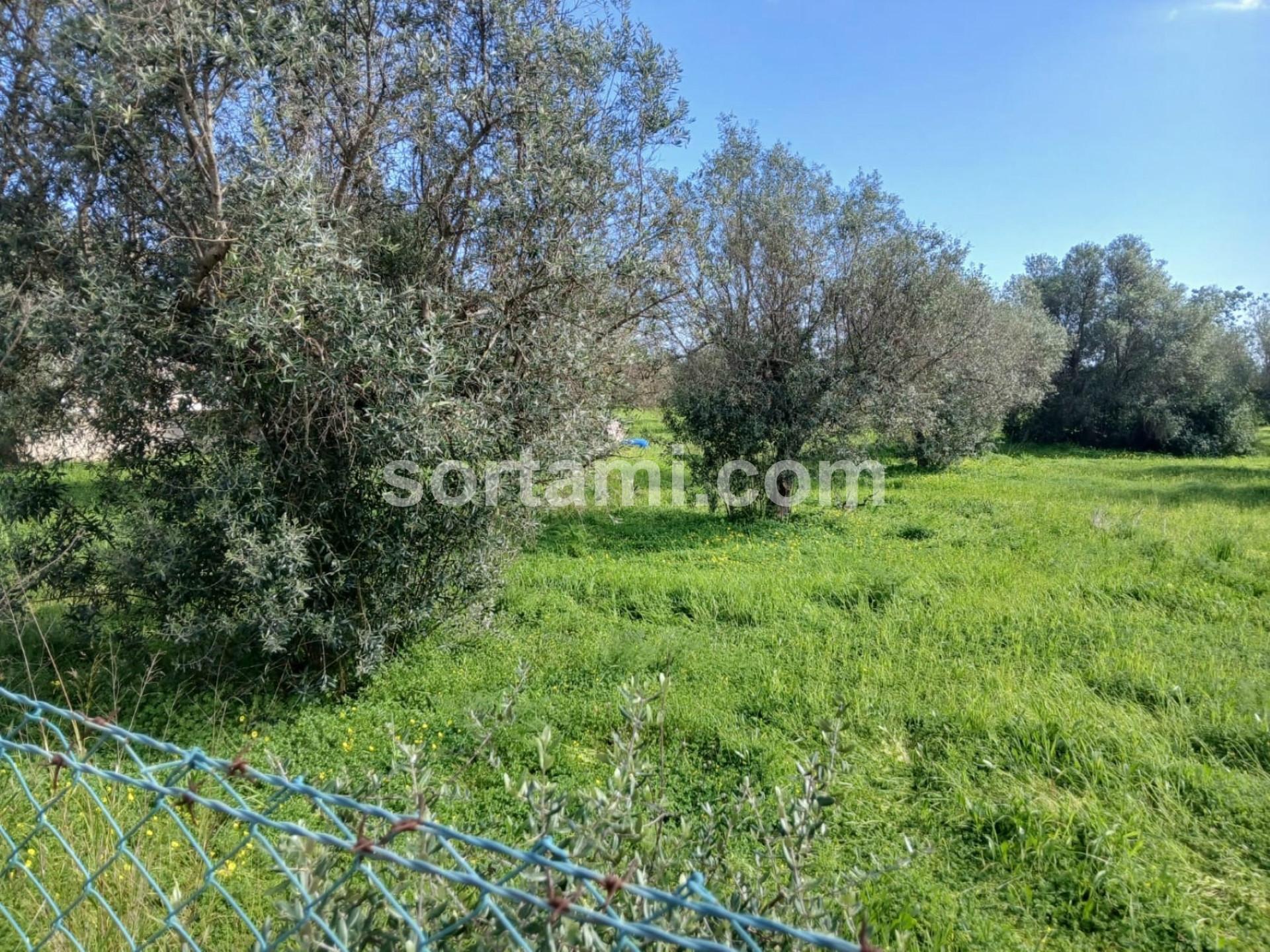 Terreno Rústico  Venda em Ferreiras,Albufeira