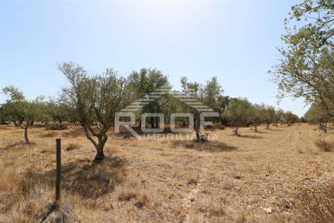 Terreno Rústico  Venda em Vila Nova da Baronia,Alvito