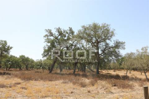Terreno Rústico  Venda em Vila Nova da Baronia,Alvito