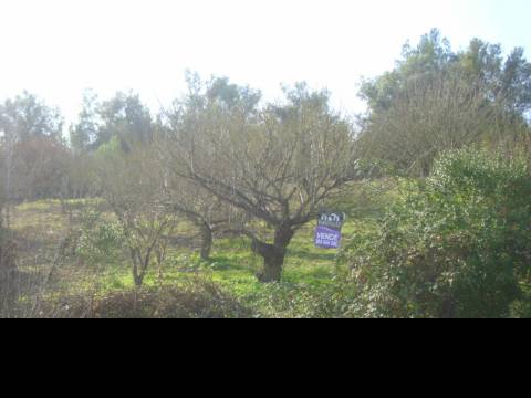 Terreno  Venda em Alenquer (Santo Estêvão e Triana),Alenquer