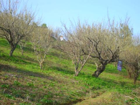 Terreno  Venda em Alenquer (Santo Estêvão e Triana),Alenquer