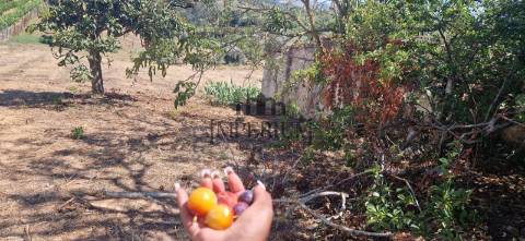 Quintinha  Venda em Meca,Alenquer