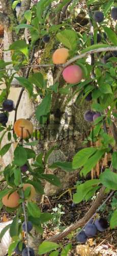 Quintinha  Venda em Meca,Alenquer