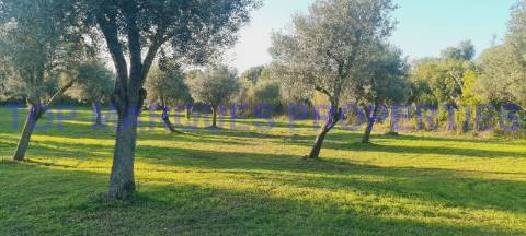 Terreno com Ruína com projecto de Construção