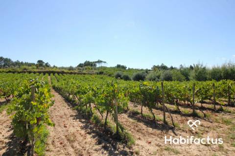 Terreno situado no coração do dão - Nelas