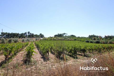 Terreno situado no coração do dão - Nelas