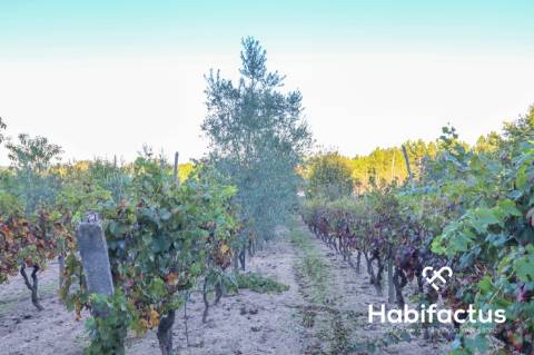 Moradia isolada em Pinheiro a três minutos do centro do Carregal do Sal