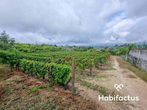 Terreno rústico em Lajeosa - Tondela