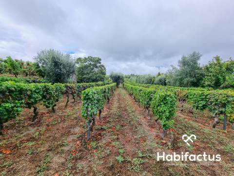 Terreno rústico em Lajeosa - Tondela