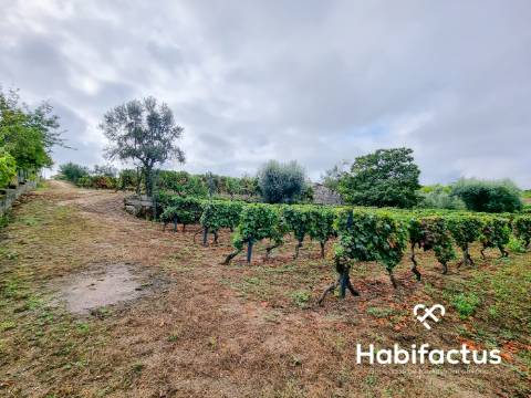 Terreno rústico em Lajeosa - Tondela