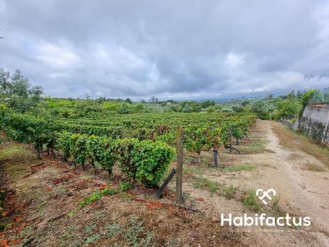 Terreno rústico em Lajeosa - Tondela