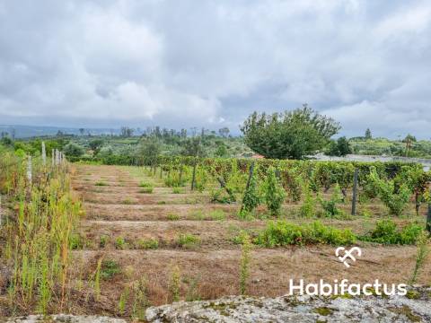 Terreno rústico em Lajeosa - Tondela