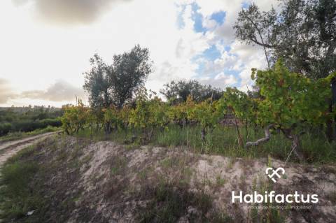Terreno para venda em Silgueiros - Viseu