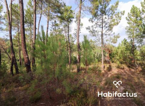 Terreno para venda em Silgueiros - Viseu