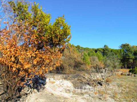 Terreno Rústico  Venda em Cunha Baixa,Mangualde