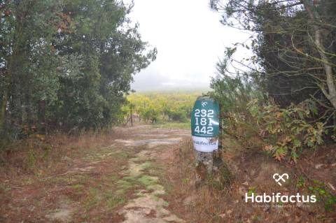 Terreno Rústico  Venda em Carvalhal Redondo e Aguieira,Nelas