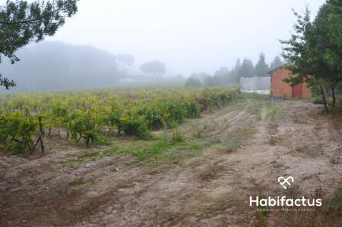 Terreno Rústico  Venda em Carvalhal Redondo e Aguieira,Nelas