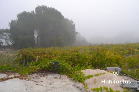 Terreno Rústico  Venda em Carvalhal Redondo e Aguieira,Nelas