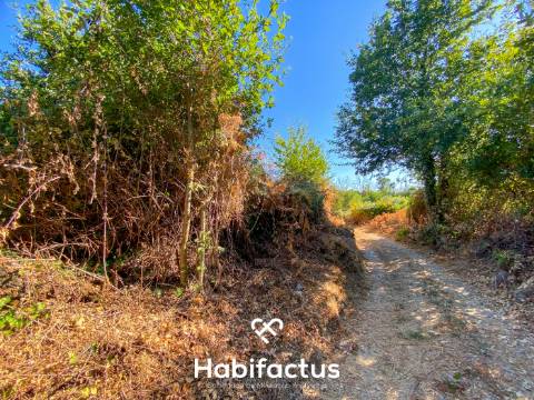 Terreno rústico - pinhal