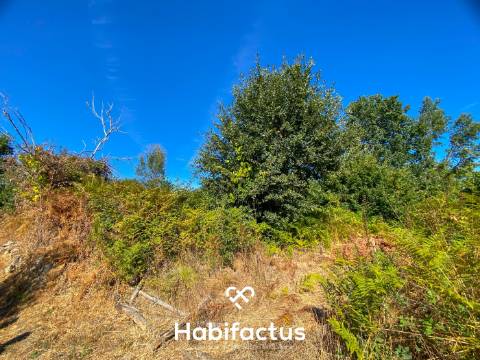 Terreno rústico - pinhal