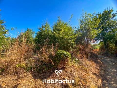 Terreno rústico - pinhal