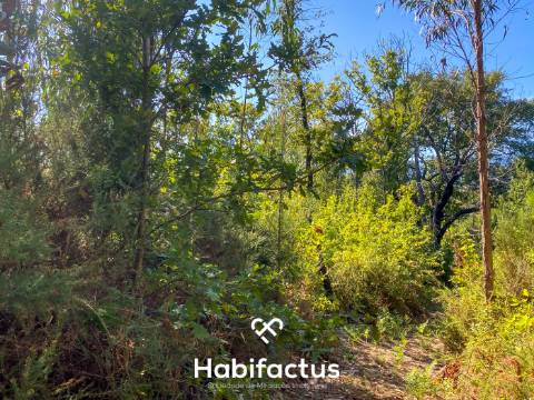 Terreno rústico - pinhal