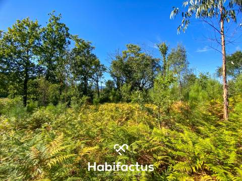 Terreno rústico - pinhal