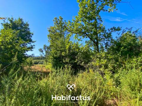 Terreno rústico - pinhal